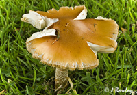 Mushroom at Knapps Kilmacolm